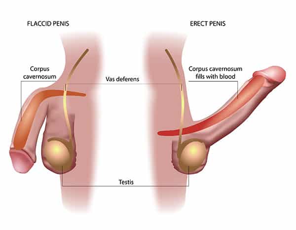 Erectile dysfunction