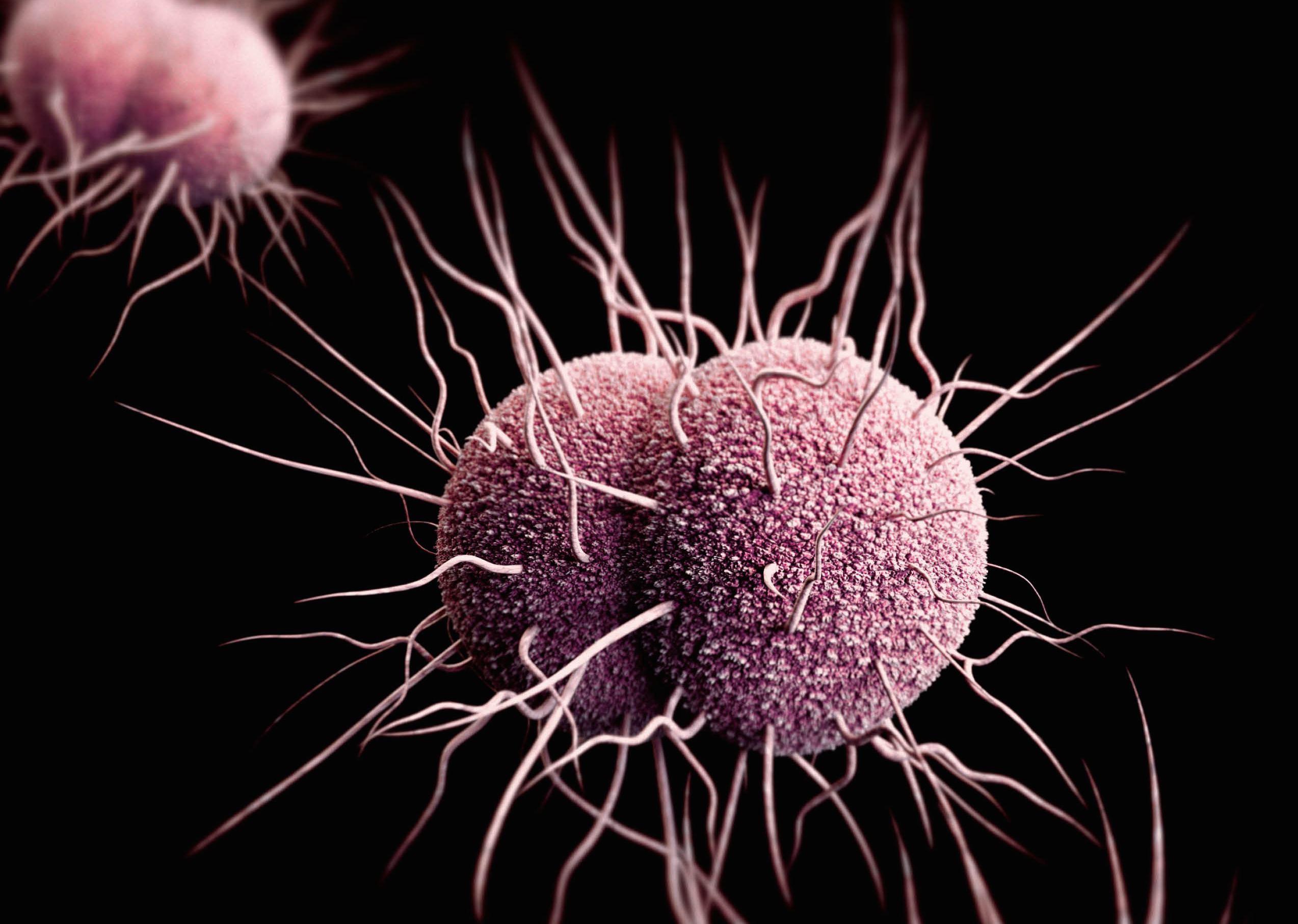 Gonorrhea