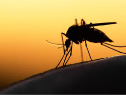 Malaria