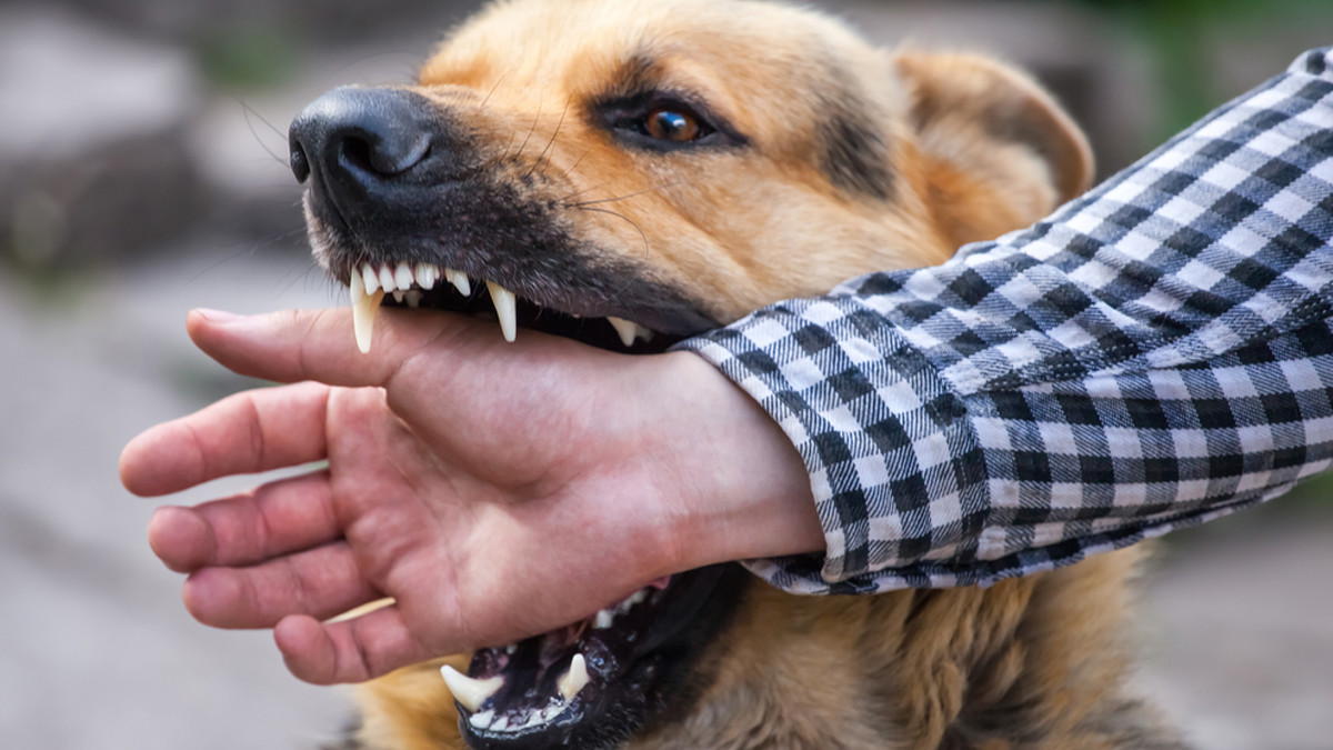 Rabies
